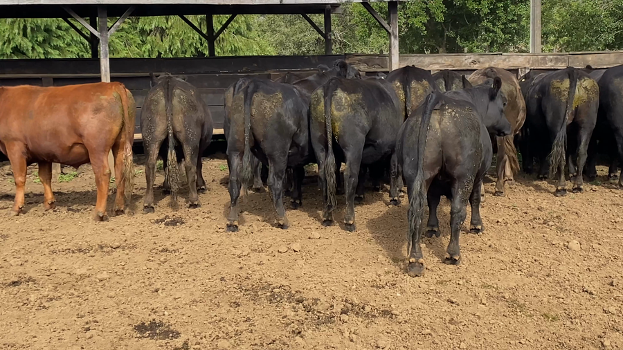 Imagen 2 del Lote Lote 22 Novillo Gordo en Paillaco, XIV Región Los Ríos
