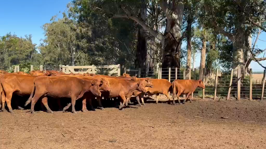 Lote 50 Vacas de invernar en Corrientes, Virasoro