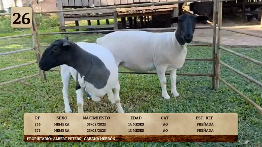 Lote LOTE 26