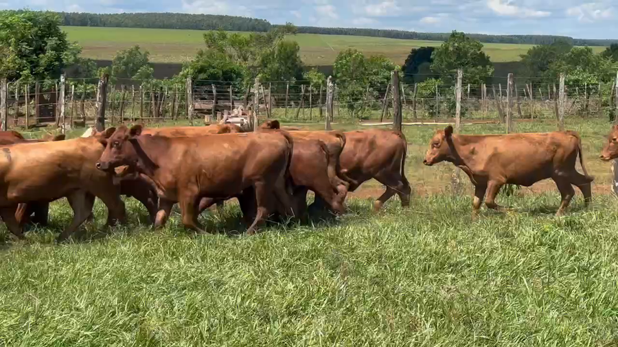 Lote 90 Vaquillonas en San Carlos, Corrientes