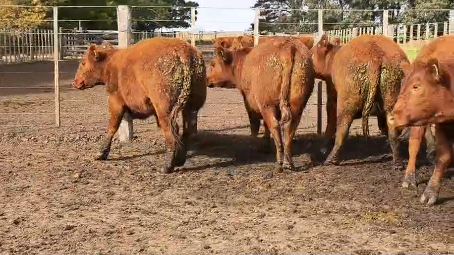 Lote Vaquillonas PP a Corral - Don Pedro de Gundesen