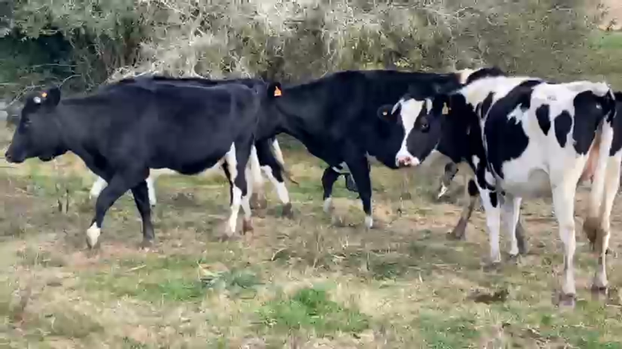 Lote 5 Vaquillonas  a remate en Pantalla Camy 450kg - , San José