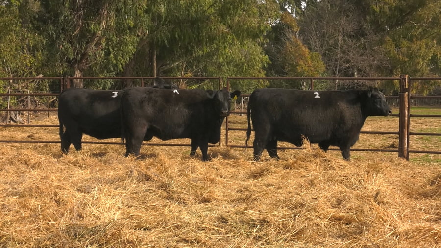 Lote VAQUILLONAS PURAS DE PEDIGREE (c/garantía de preñez o parida)