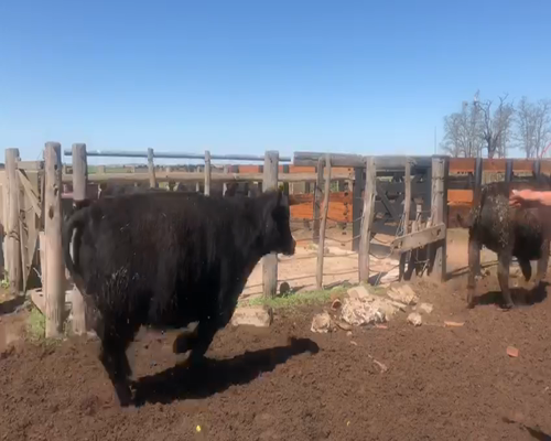 Lote 41 Novillos exportación en Miguel Riglos, La Pampa