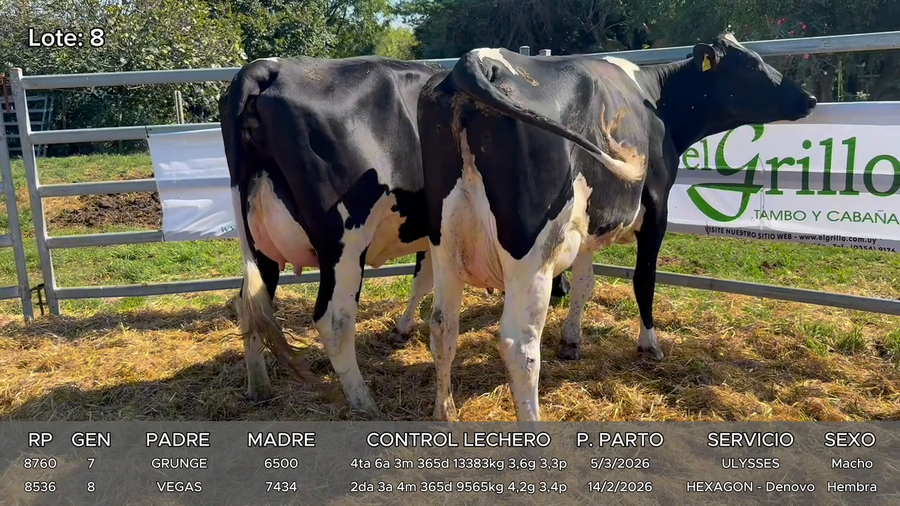 Lote Vacas