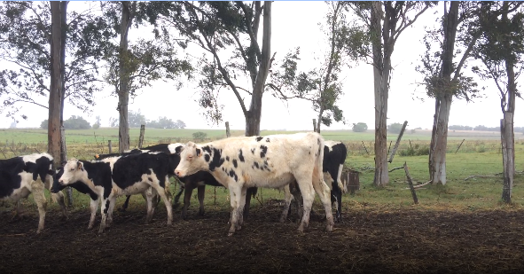 Lote 14 Terneros en Colonia