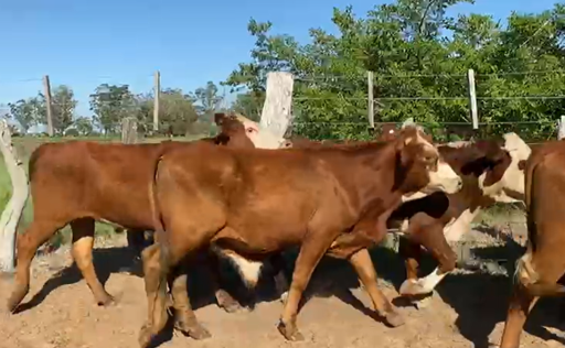Lote 40 Novillitos