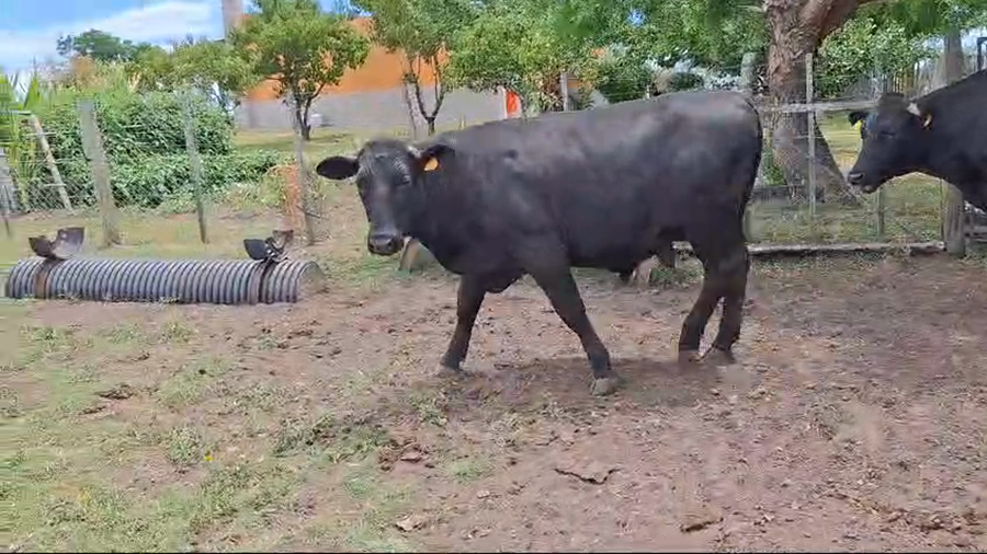 Lote Novillos formado