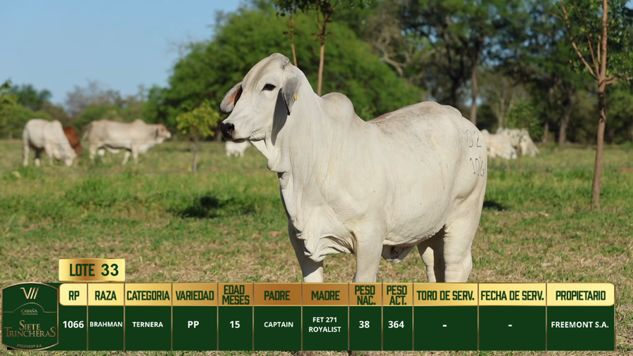 Lote LOTE 33