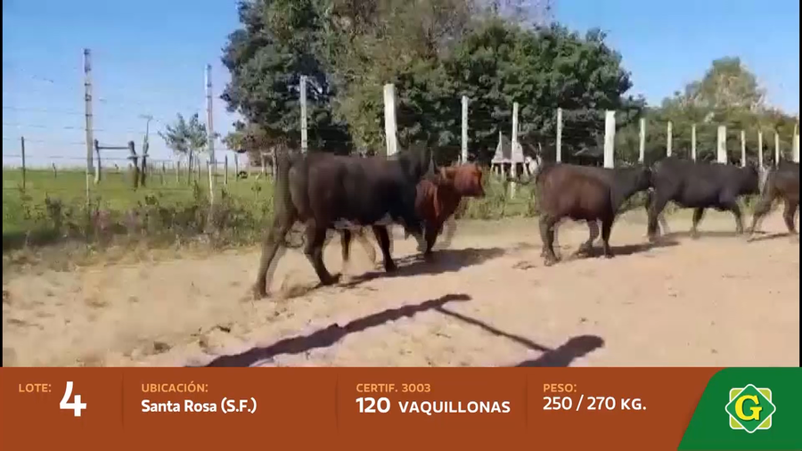 Lote Vaquillonas en Santa Rosa (Santa Fe)