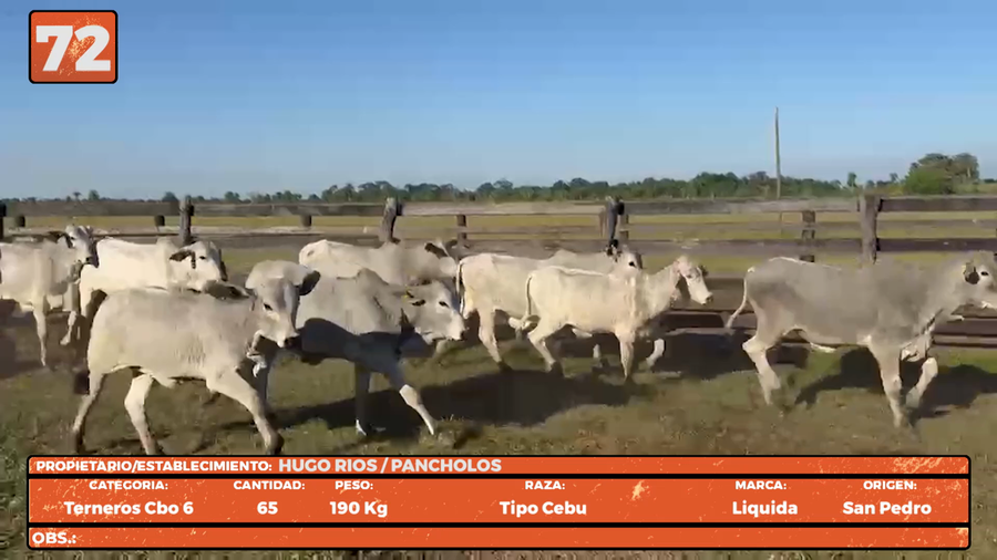 Lote LOTE 72