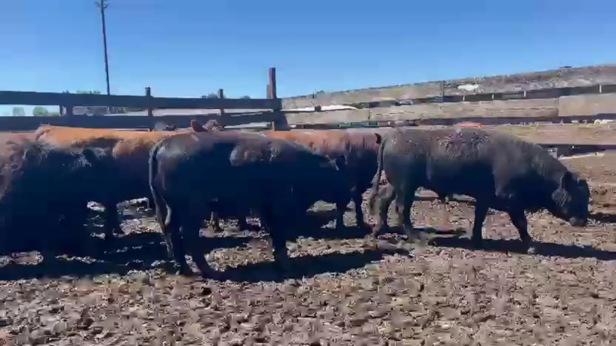 Lote 20 Novillo Gordo en Los Ángeles, VIII Región Biobío