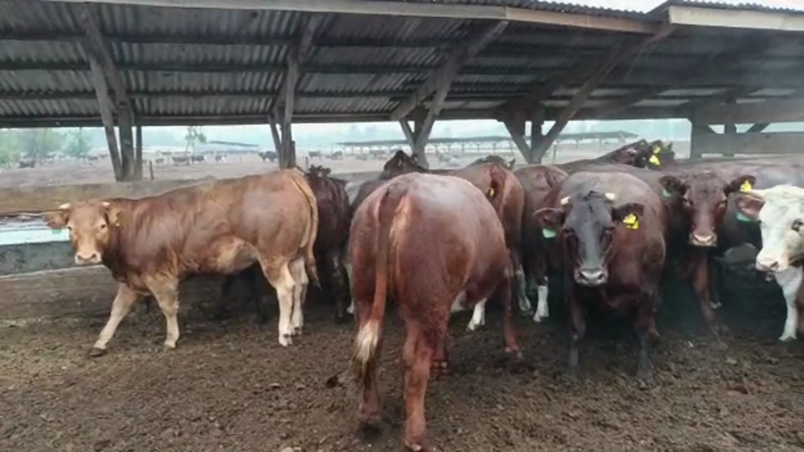 Lote 20 Vaquilla Gorda en Los Ángeles, VIII Región Biobío