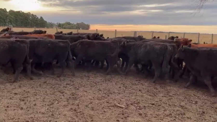 Lote 60 TERNS. MACHOS, OLAVARRÍA, BS. AS.