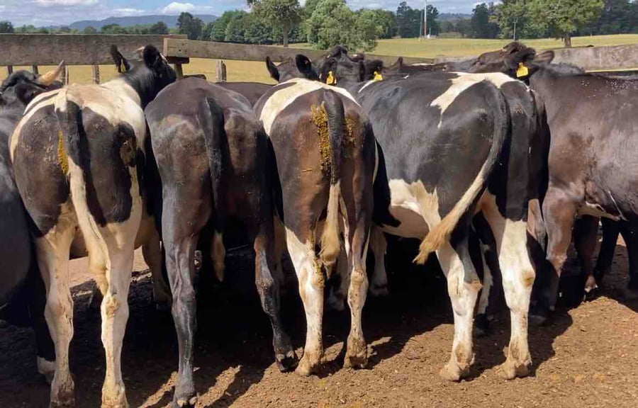 Lote 20 Novillo Gordo en XIV Región Los Ríos, Los Lagos