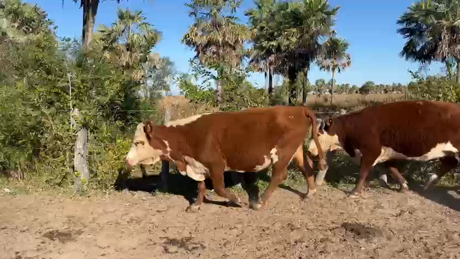 Lote 56 Vacas CUT preñadas