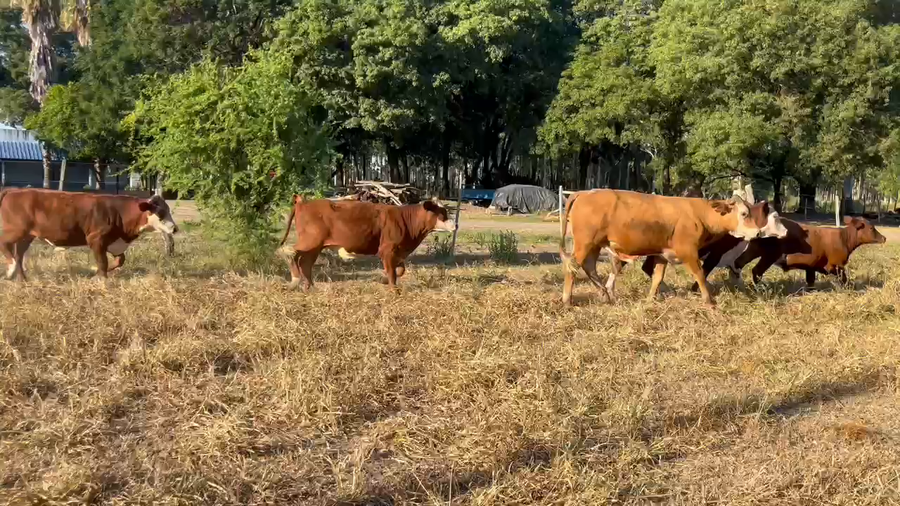 Lote 55 Novillitos en Corrientes, Gdor. Martínez