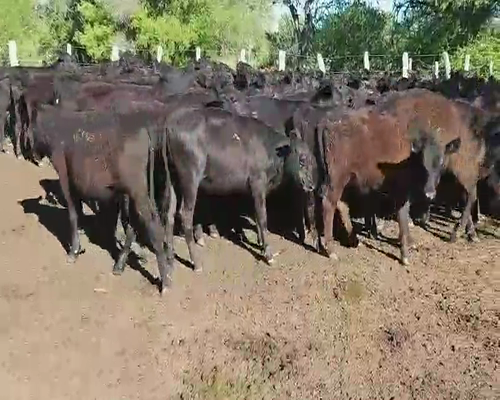 Lote 80 Terneras en Villaguay, Entre Ríos