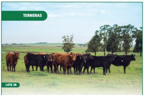 Lote TERNERAS