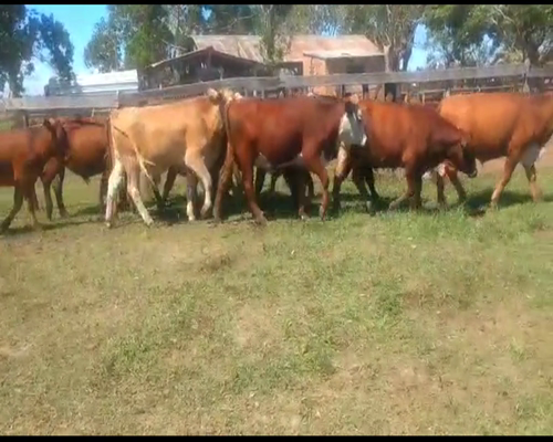 Lote 110 Novillos en Virasoro, Corrientes