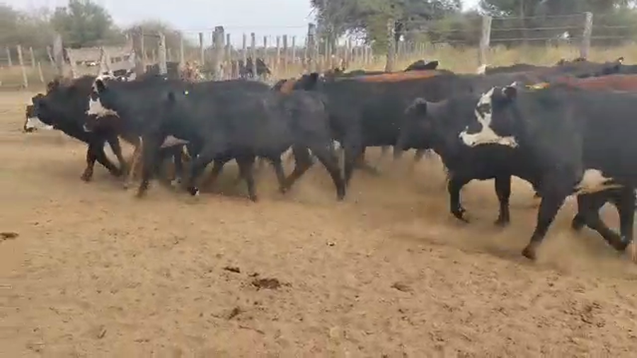 Lote 57 Novillitos en Quimilí, Santiago del Estero