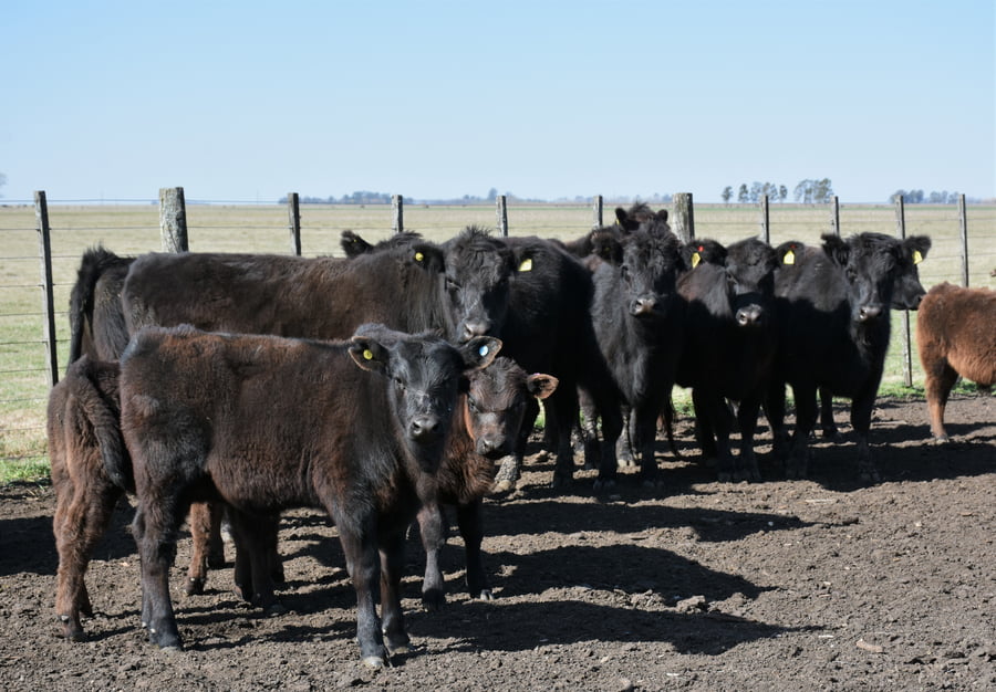 Lote VAQUILLONAS CON CRIA