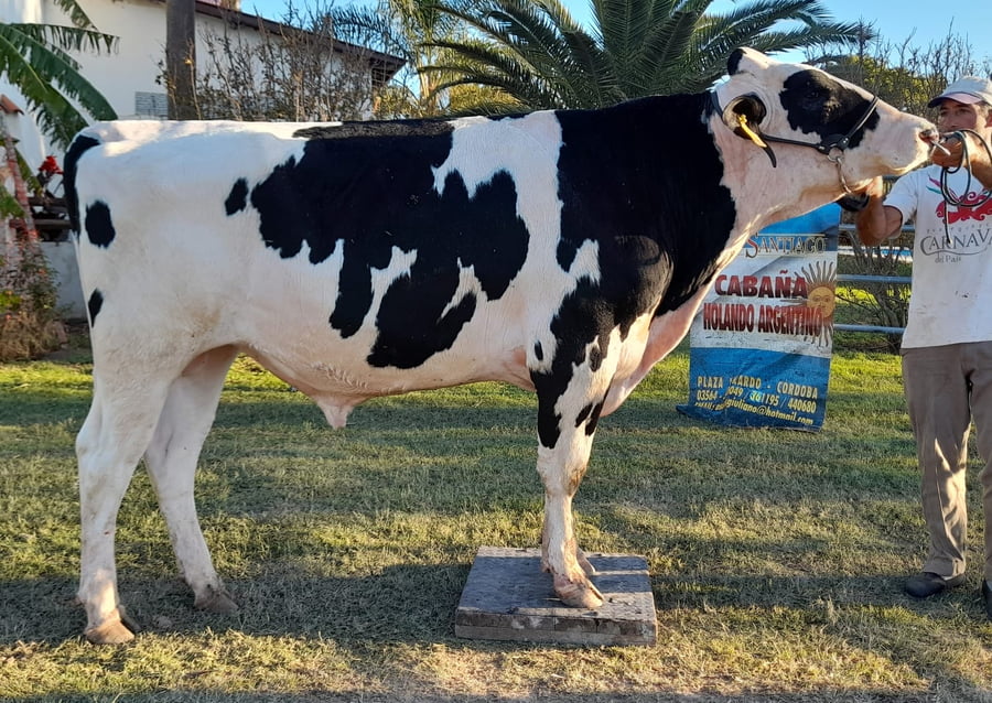 Lote Toros - Establecimiento San Santiago