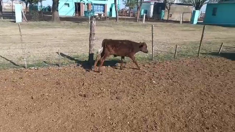 Lote 5 Terneros Jersey en Pueblo Marini, Santa Fe
