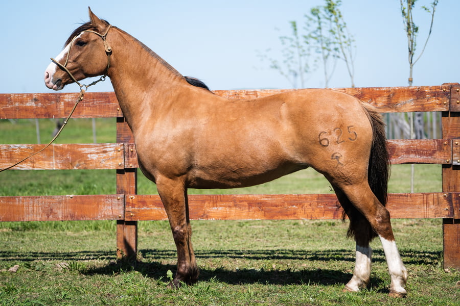 Lote CERRO CHENQUE TINAJERA