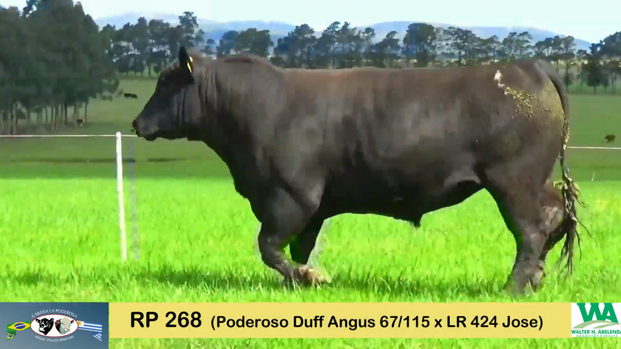 Lote PODEROSO 115/268