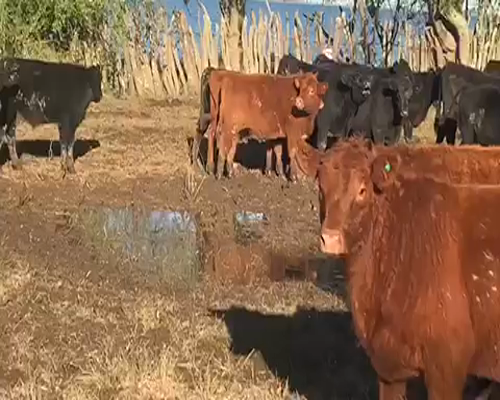 Lote 65 Terneros de 210/215 Kgs en Chascomús, Buenos Aires