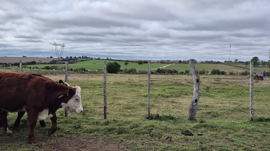 Lote MIXTOS + DE 1 AÑO