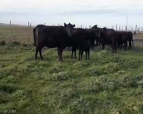 Lote 17 Vaquillonas en Guaminí, Buenos Aires