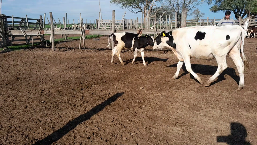 Lote 30 Terneros Holando Argentino en Brinkmann, Córdoba