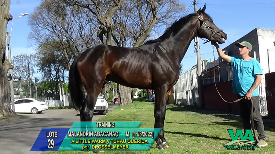 Lote MALANDRIN ABACANAO