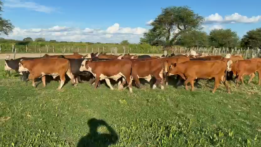 Lote 65 Novillitos