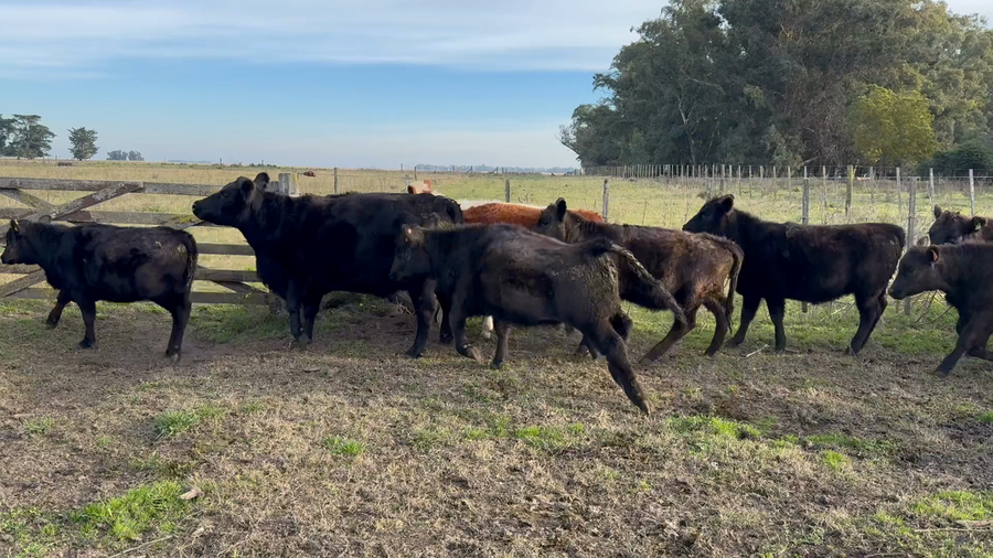 Lote 30 Terneras en Tres Arroyos
