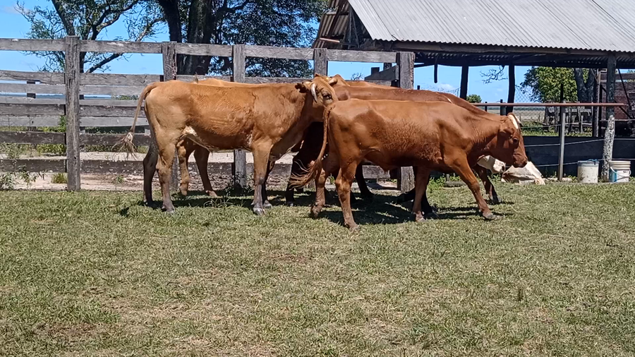 Lote 60 Novillos en Corrientes, Guaviravi