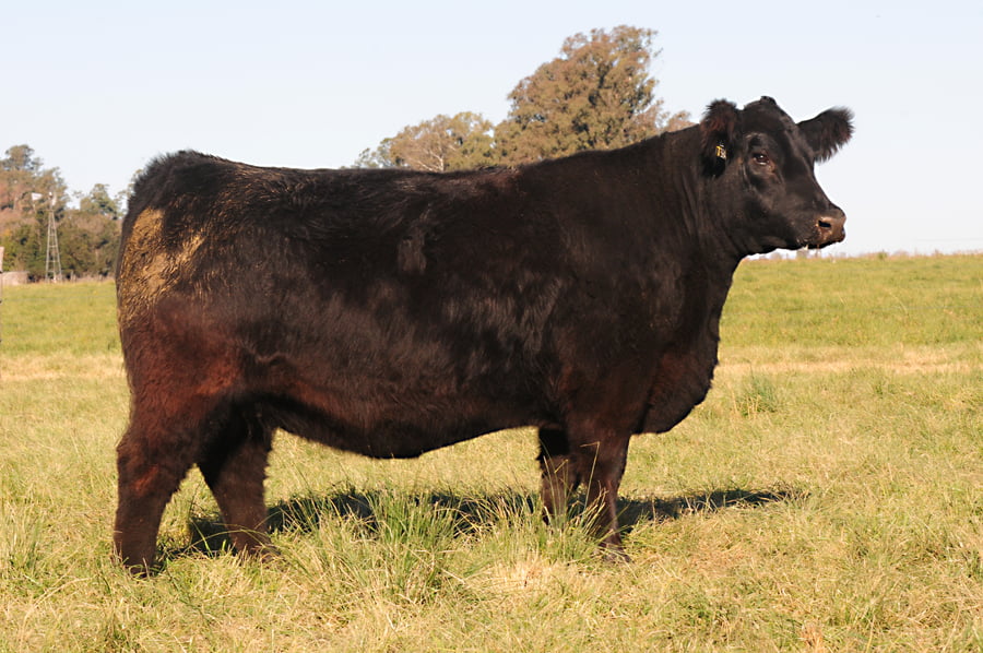 Lote Eleccion de una Vaquillona PP