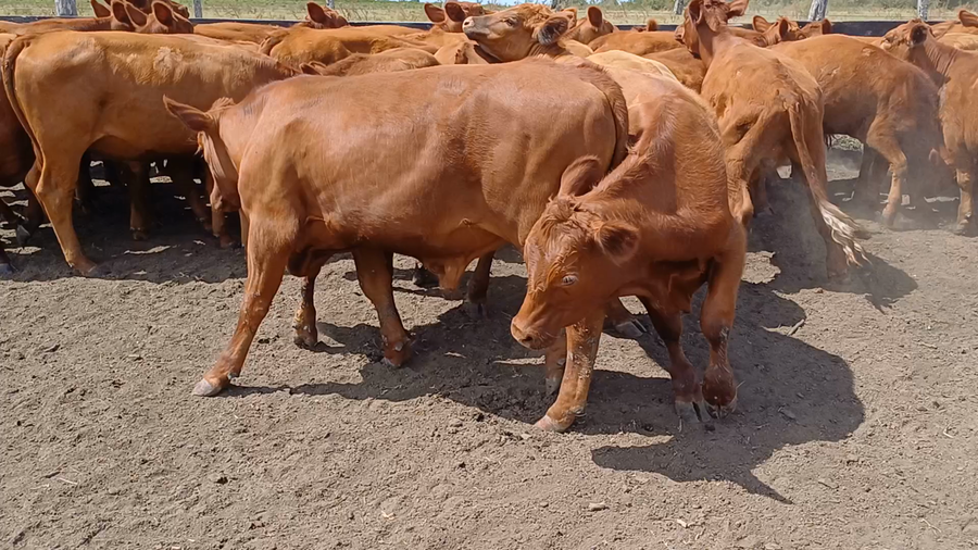 Lote 100 Novillos en Villaguay, Entre Ríos