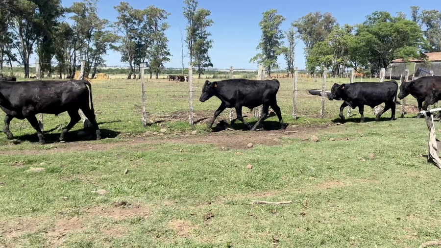 Lote NOVILLOS 1 A 2 AÑOS