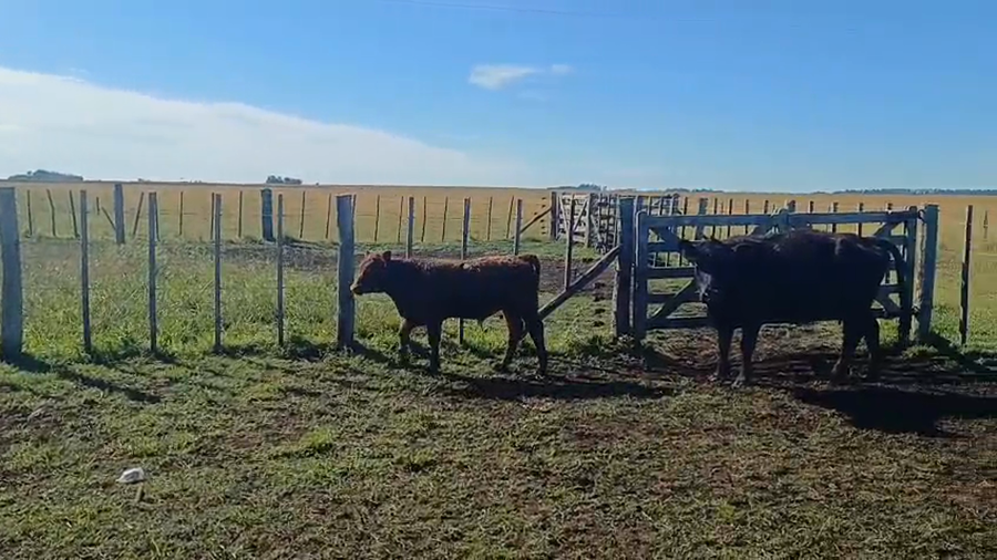 Lote 18 Vacas con Cría