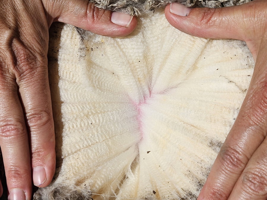 Lote (Vendido)Carneros a remate en Subasta Online - Nambi Guasu, Lavalleja