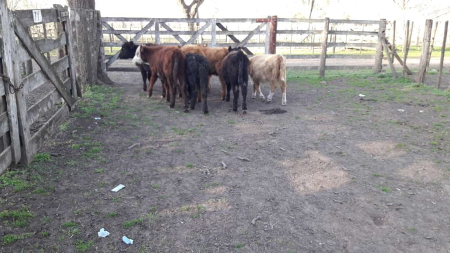 Lote 8 Terneras en Gral. Lamadrid, Buenos Aires