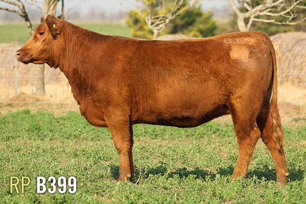 Lote 3 VAQUILLONAS PREÑADAS PURAS DE PEDIGREE