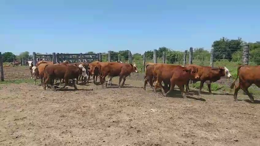 Lote 19 Novillitos en Corrientes, Curuzu Cuatia