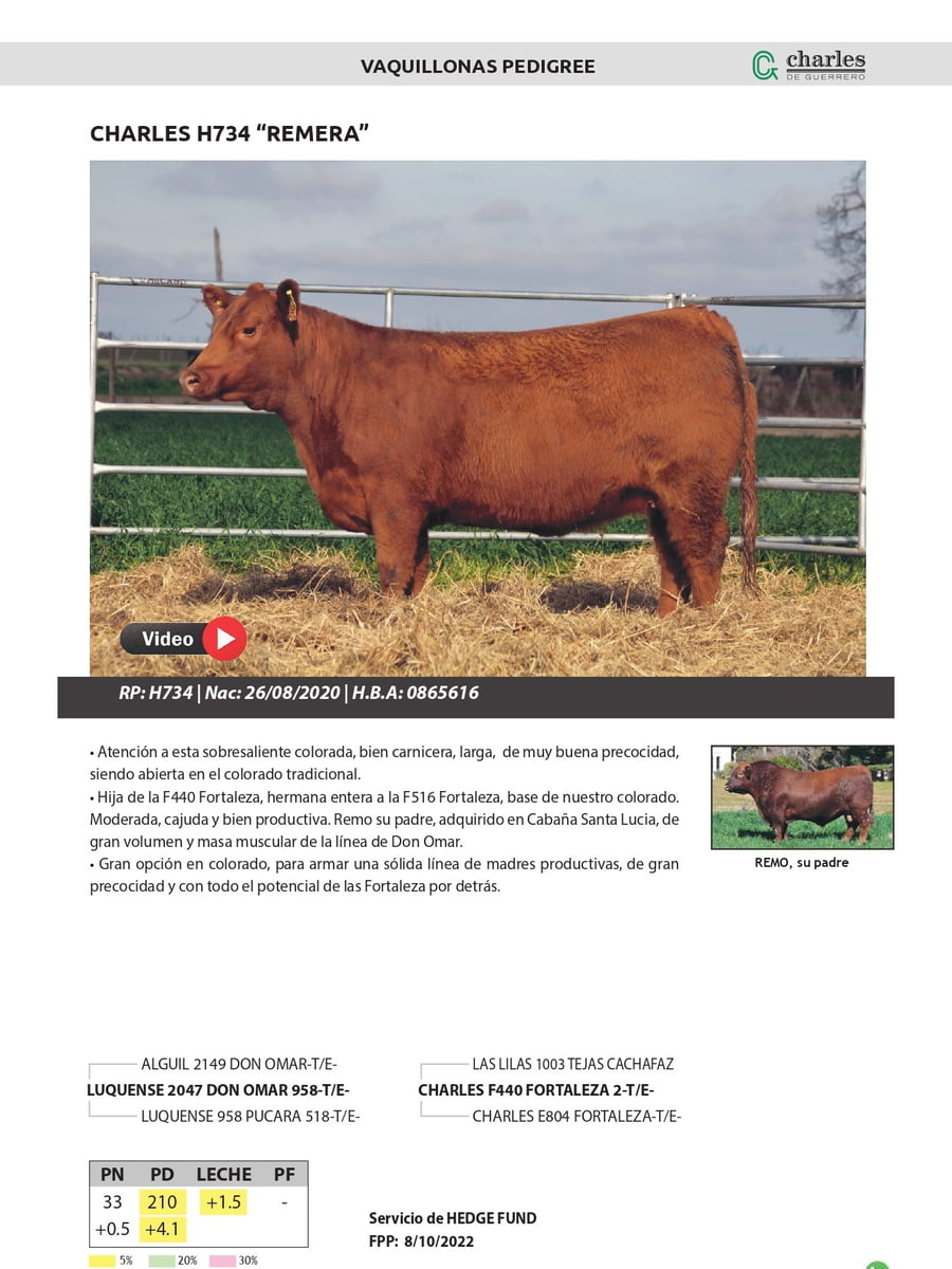 Lote VAQUILLONAS PEDIGREE