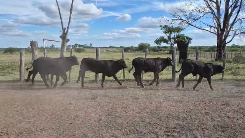 Lote 47 Terneros en Corrientes, Curuzu Cuatia