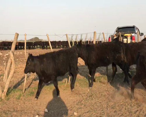 Lote 38 Terneras en Guatraché, La Pampa