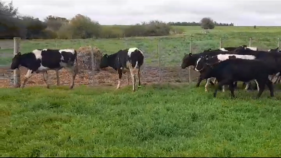 Lote TERNEROS HOLANDO